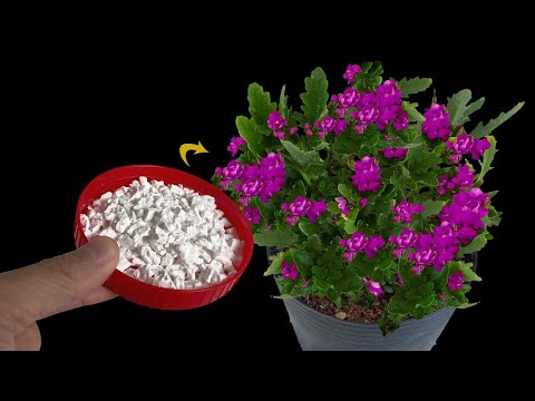Video: Zistite viac o bežných problémoch s kvetmi netýkavky