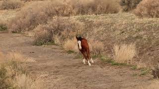 Wild Horse filly playing on the range 2018