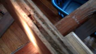 Bed Bug outtakes 1