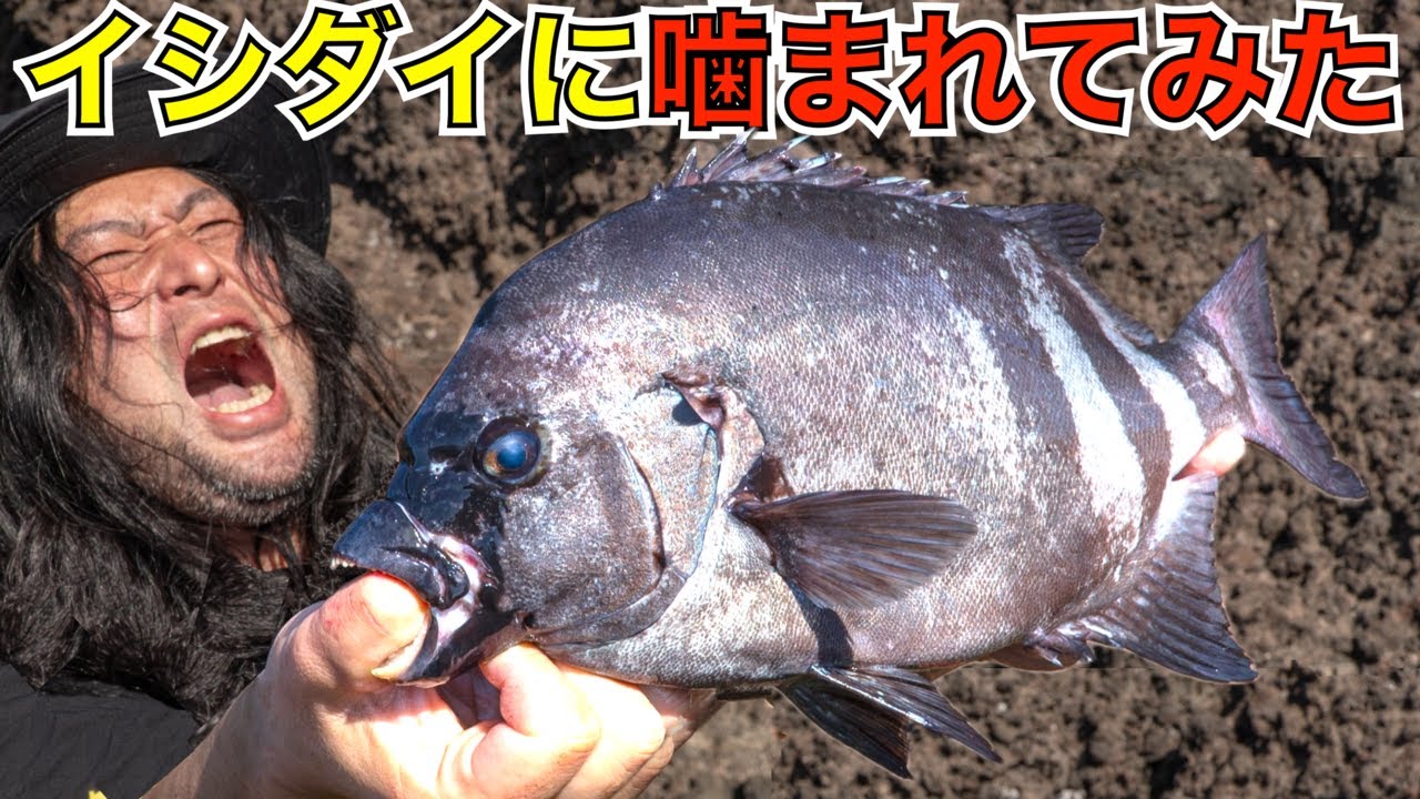 BKGで磯王者「イシダイ」を釣って指を噛み砕かれてみた（※もちろんイシガキダイにも）