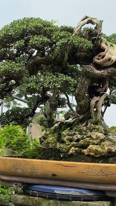 DRAKULA GOYANG DULU LUR SEBELUM TEMPUR DI BCI , JAHEMA BONSAI INDONESIA