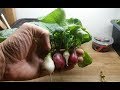 Red And White Hydroponic Radishes