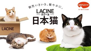 日本猫専用フード【ラシーネ 日本猫】