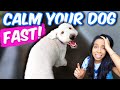 HOW TO: Calm Your Dog Down 👉 6 EASY Hacks for Hyper Dogs!