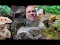 LIVING WITH ALL THESE INSANE LIZARDS!!!! | BRIAN BARCZYK
