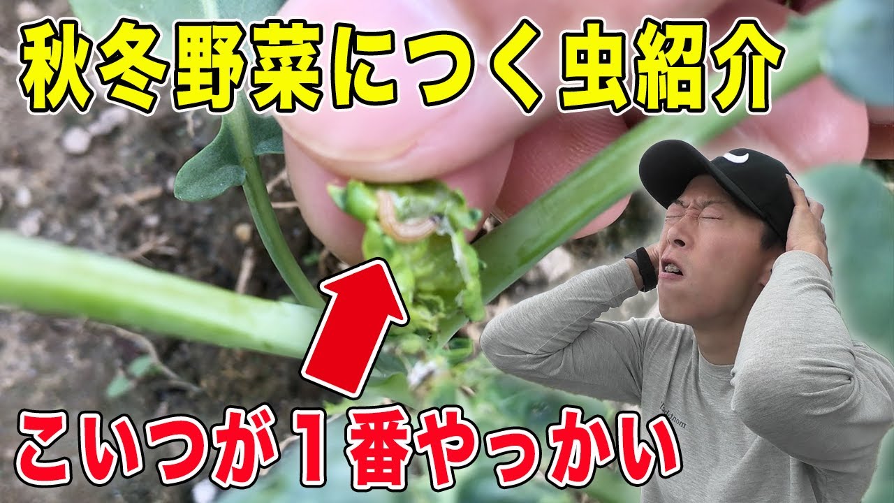秋冬野菜につく虫紹介と対策 シンクイムシ アオムシ Youtube