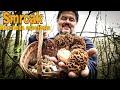 SMRCAK Morchella esculenta / Morel Mushroom / Gljive / Pecurke