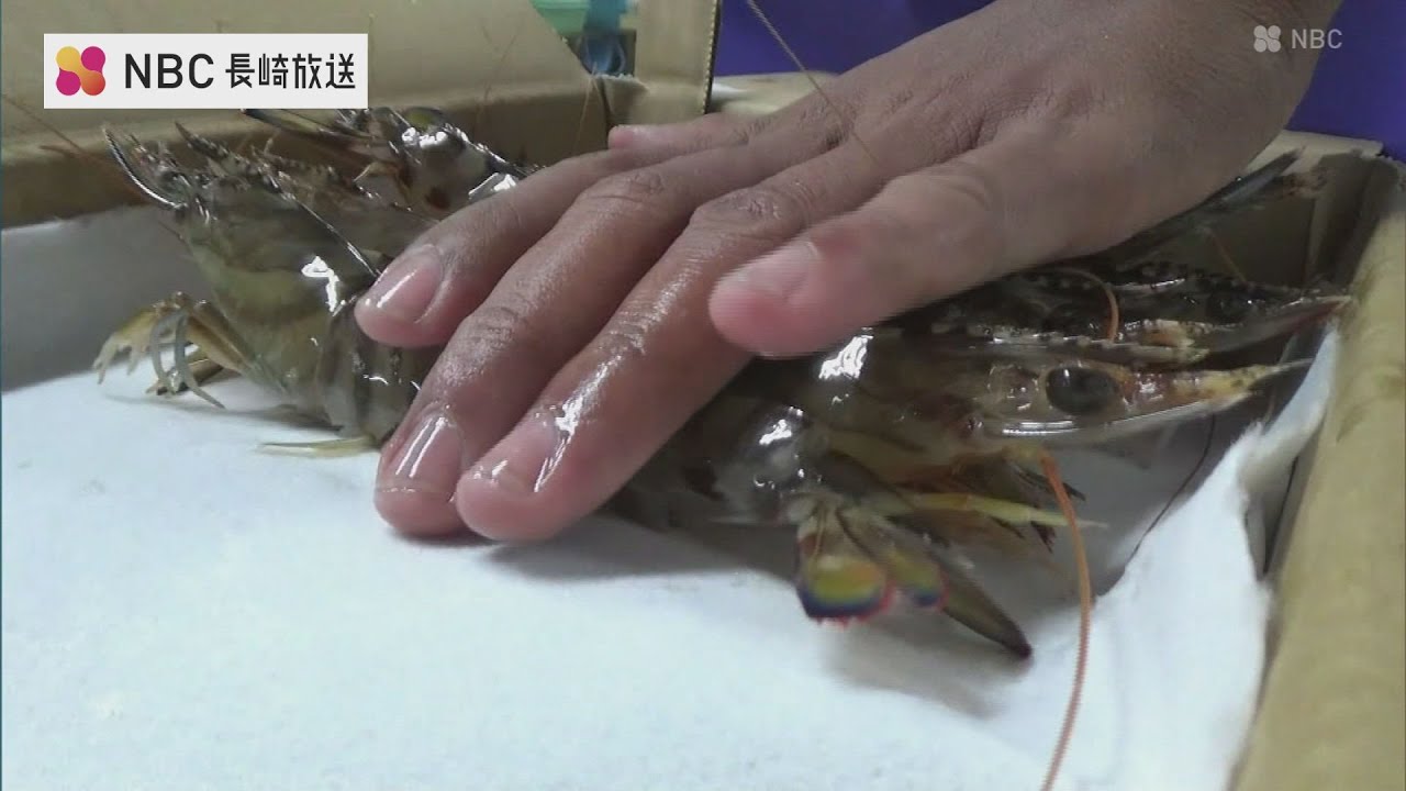 正月用の車エビ出荷「今年は水温安定し 特にでかい」長崎県五島市