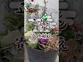 【今年はコレ!】正月&モダン寄せ植え!イマドキ可愛い!#shorts #flowers #園芸