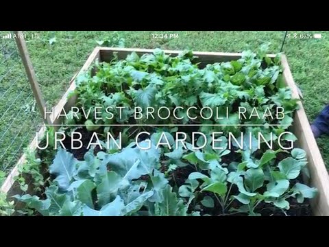 Video: Menanam Brokoli Rabe: Menanam Brokoli Rabe Di Kebun