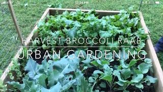 Harvest Broccoli Raab Urban Garden // Magnolia Street Garden