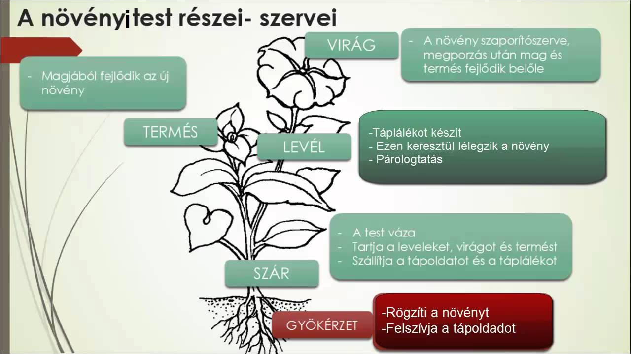 a körféreg életciklus jellemzői)