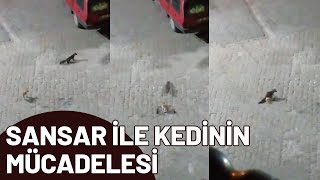 Sansar ile kedinin mücadelesi! Resimi