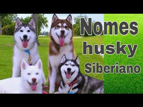Vídeo: Como Nomear Um Cão Husky