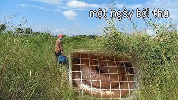 Bẫy rắn mùa gió chướng trúng luồn rắn còn dính quá sướng một ngày bội thu | Cần gò Công