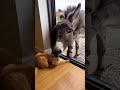 ガラス窓を挟んでマンチカンがロバに対し威嚇しながら猫パンチしていると・・・ #おもしろ猫 #ロバ # #funnycat