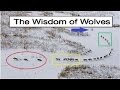 The Wisdom of wolves