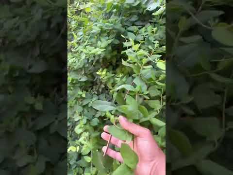 الياسمين العراقي من المتسلقات المزهرة تتحمل الصقيع وتتحمل الصيف