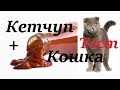 Будет ли кошка есть кетчуп Торчин, тест! Приключения кошки Мышки, часть 6