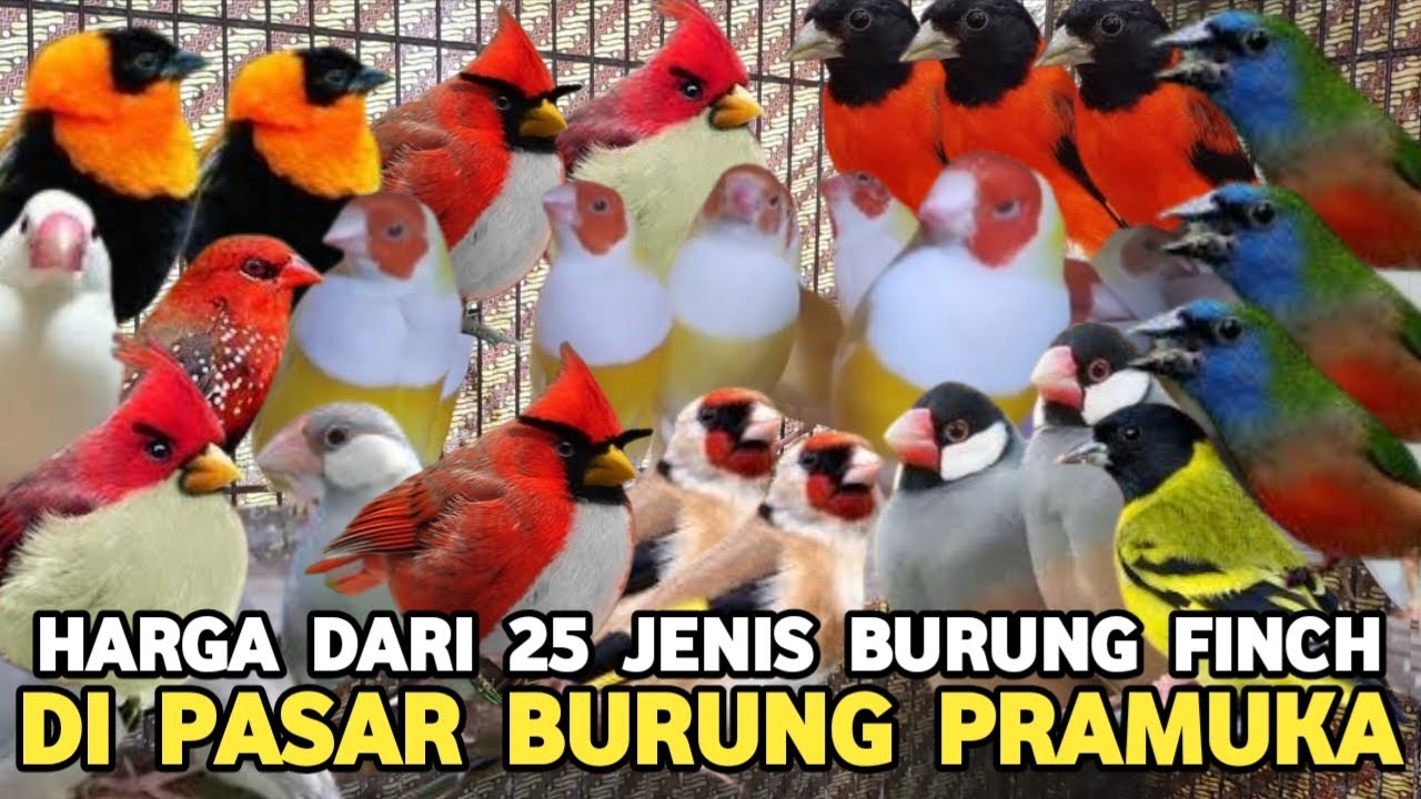 UPDATE JENIS BURUNG FINCH..! HARGA DIMULAI DARI 5 RIBUAN DI PASAR BURUNG PRAMUKA