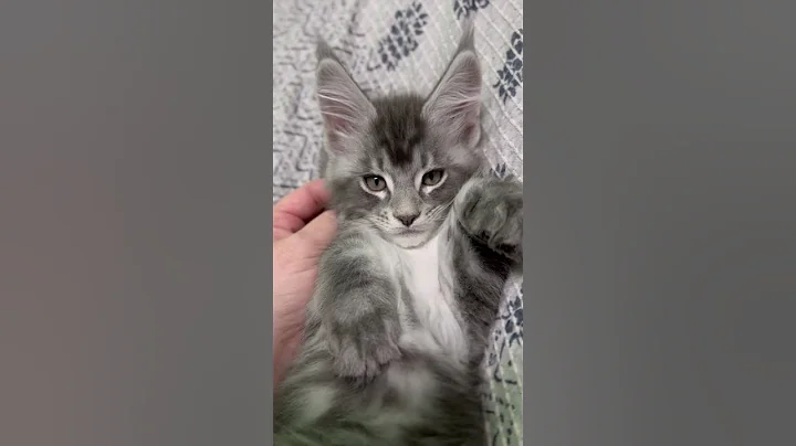 Watch the video about #mainecoon #kitten #mrrr #canada