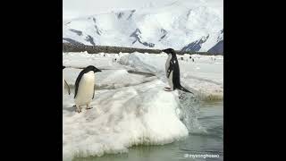Penguin-jump