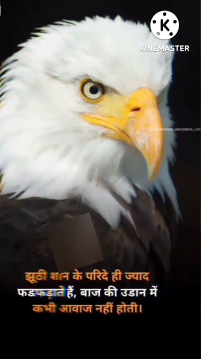 🦅 eagle attitude ringtone 😎