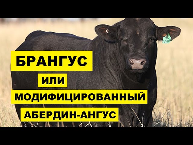 История и происхождение