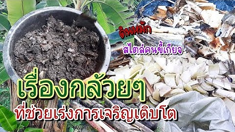 ดินหมักจากต้นกล้วย ช่วยเร่งการเจริญเติบโต EP.53
