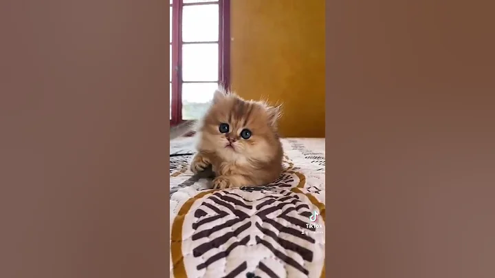 Video 690881: golden british longhair, british longhair black, adorable british longhair, tabby british, british golden kitten, cute kitten british, chatons british