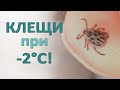 Ко мне прицепились клещи зимой при температуре -2°С