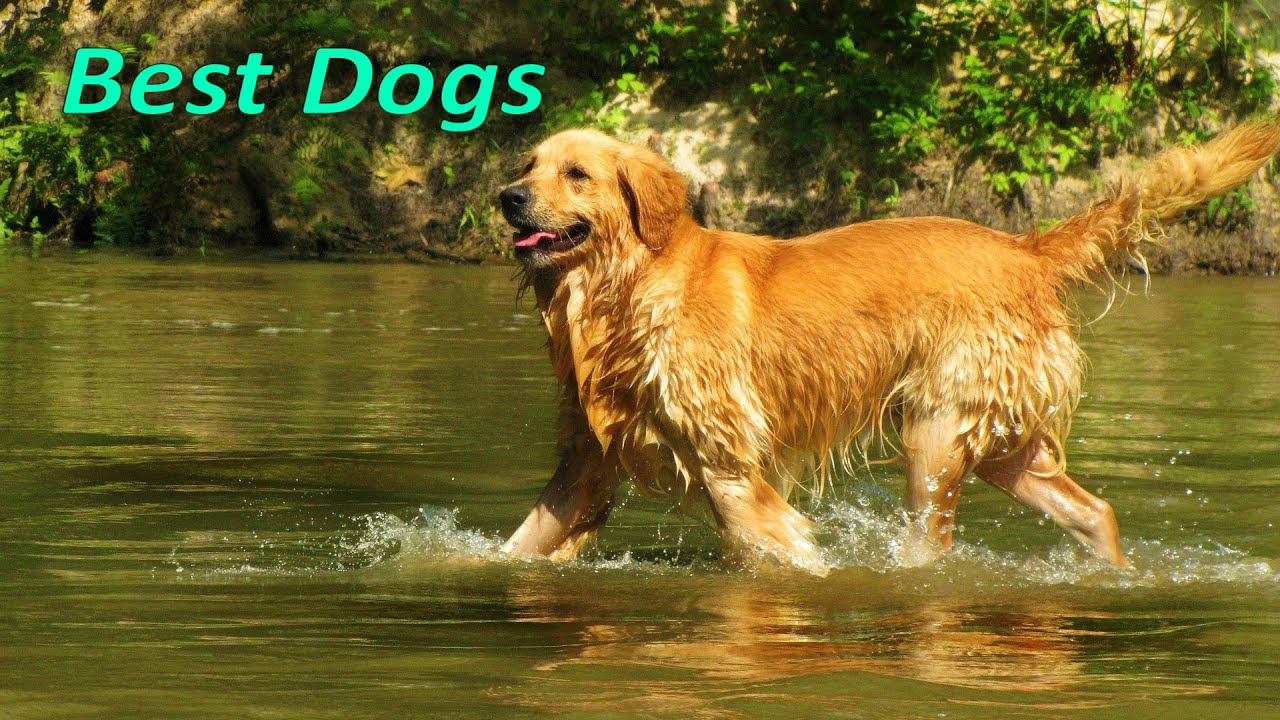 Top 10 Smartest Dog Breeds The Best and Smart Dogs In the World