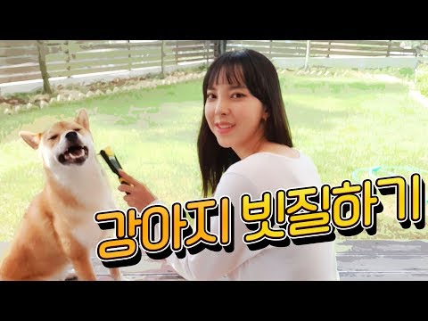 따듯한 볕 아래서 강아지 빗질하기 [까꿍이네 Daily Life]