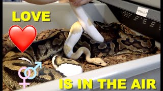 Famous 2020 Late Ball Python Pairings! Crazy Stuff For The Future! Profile