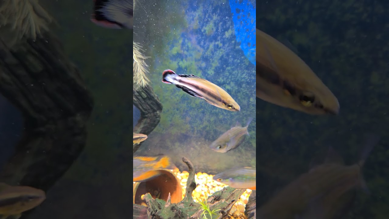 Planted Aquarium Day 12 