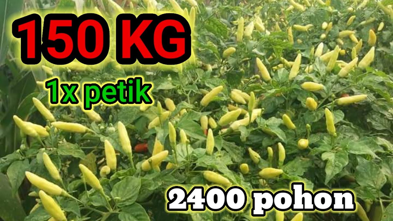 CABE RAWIT ORI 212 buah ke 2.. (semakin lebat) 