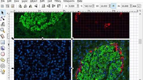 Make Figures or Plates in Inkscape for Publication