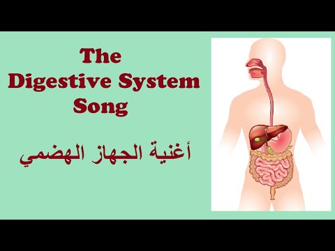     أغنية الجهاز الهضمي
