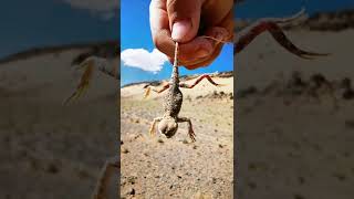 Uush Mankhan Sand Dune in southern Mongolia