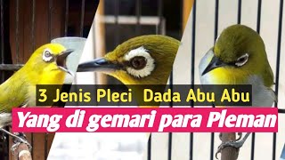 3 Jenis Pleci Abu Abu yang sering juara dan di gemari para pleci mania