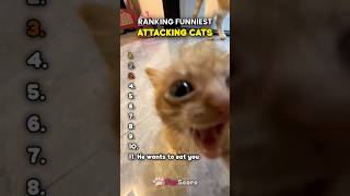 The last cat is so aggressive... 😾