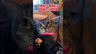 사람 말 다 알아듣고 대답하는 고양이들