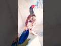 Beautiful hen  fancy aseel murgaaseel murga tiktok