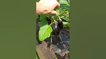 Когда сеять баклажаны на рассаду?