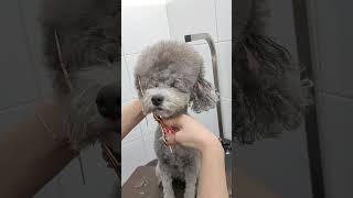 GRAY COAT bichonfrise grooming  #cute #short