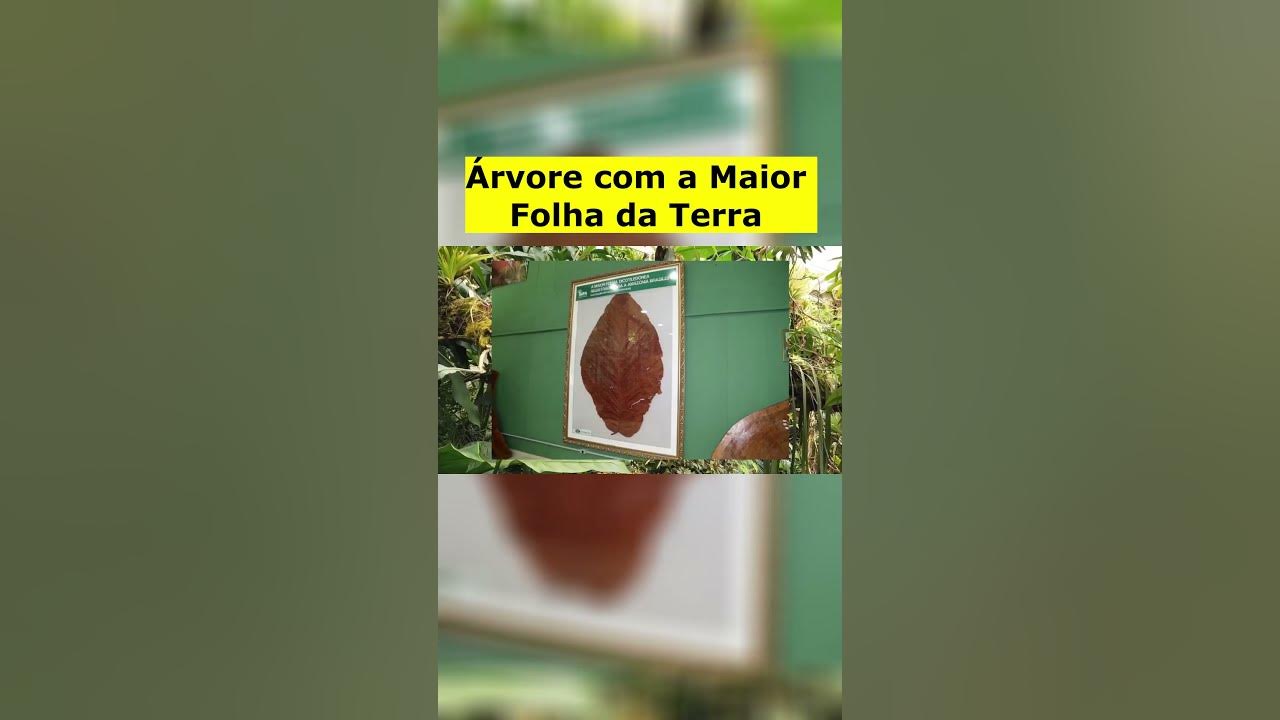 Folha da Terra Online