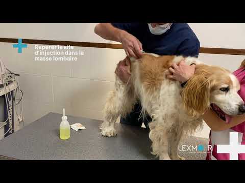 Laboratoire LEXMOOR - Injection intramusculaire IM arthrose chien ARA 3000 BETA