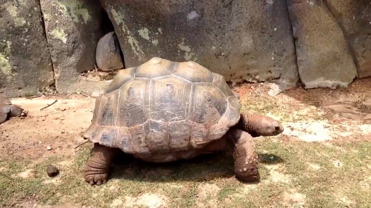 Ютуб черепахи. Slow Tortoise. Tortoise walk. Walking Turtle. Разрушенная черепаха gotta go.