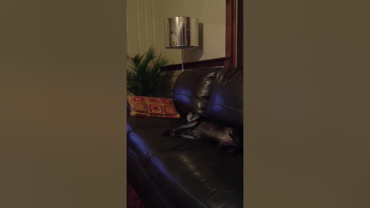 sleepy-dog-howling-in-his-sleep-youtube