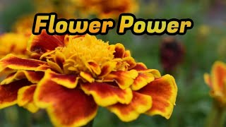 Week 8 - Flower Power - Spring